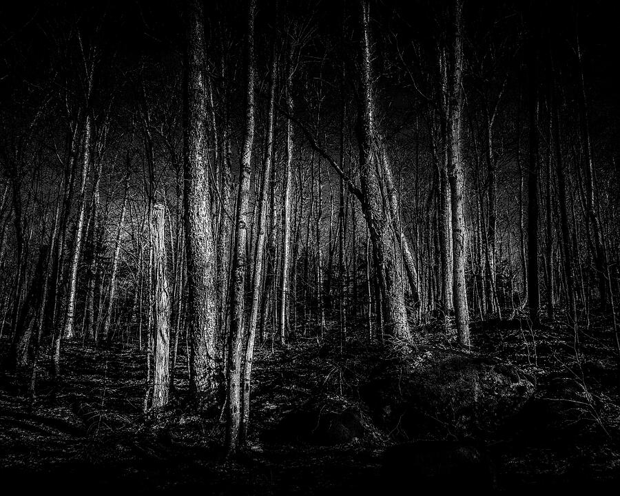 Dark Woods Photograph by David Patterson Dark Woods Photograph by David Patterson