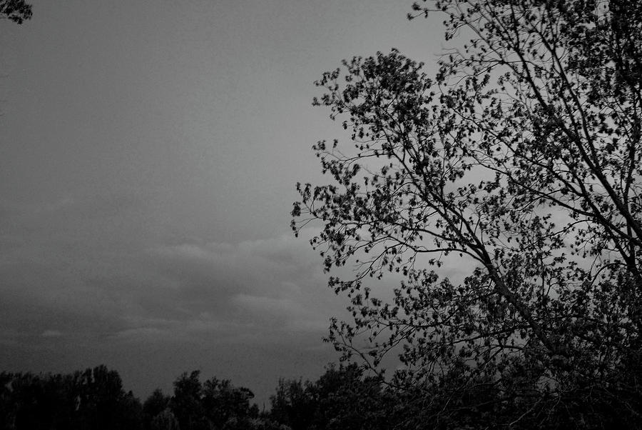Tree Photograph - Darkening Skies by Jennifer LaPoint
