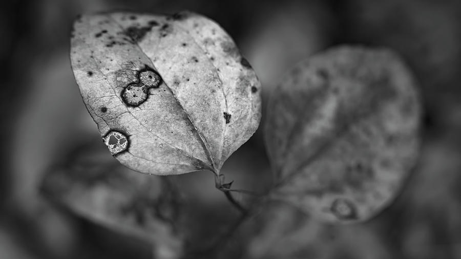 Darker Days by Patrick M Lynch Darker Days by Patrick M Lynch