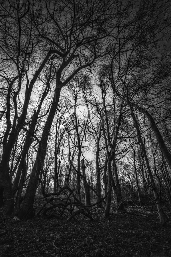 Darkwood Photograph