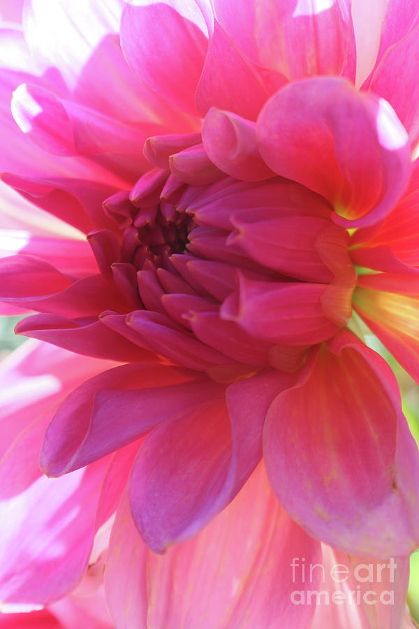 Darling Dahlia Photograph by Jeanette French