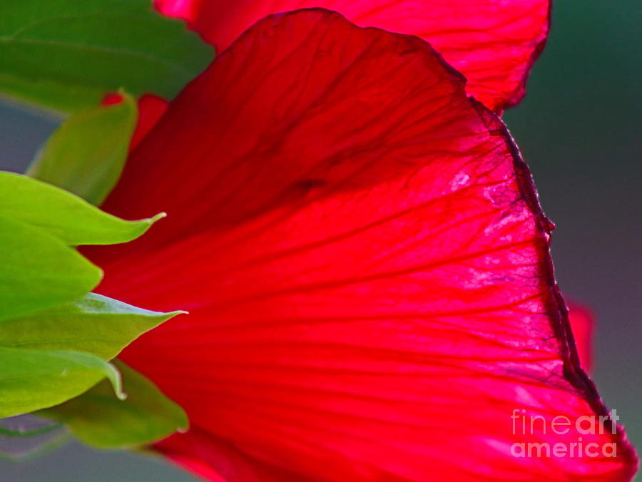 Darling Red Hibiscus Photograph by Ash Nirale