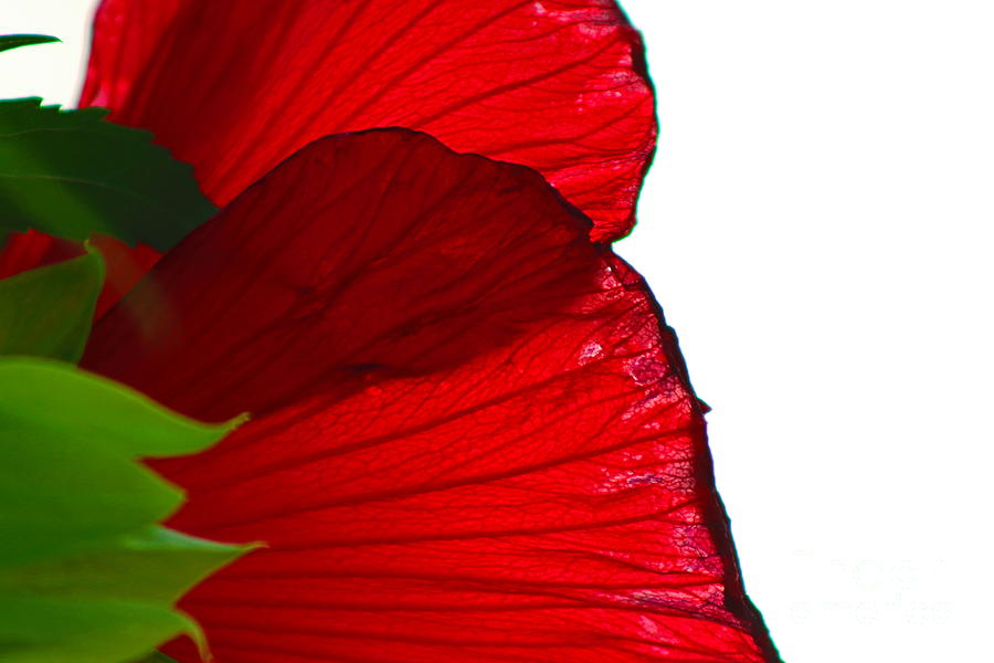 Darling Red Hibiscus On White Photograph by Ash Nirale