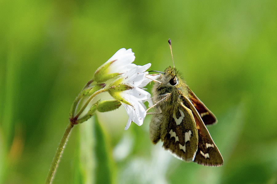 Darling Skipper on Alpine Wildflower Photograph by Cascade Colors