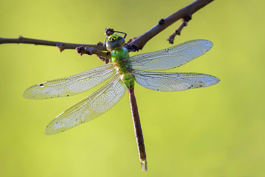 Darner in Dew Photograph by Mircea Costina Photography