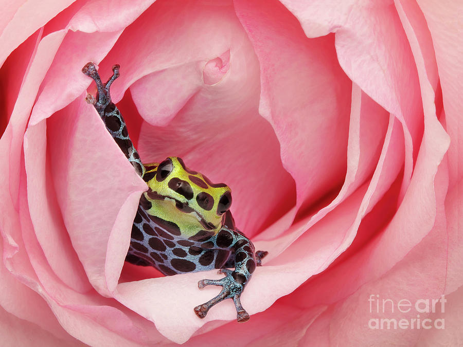 Dart Frog and a Flower  Photograph by Linda D Lester