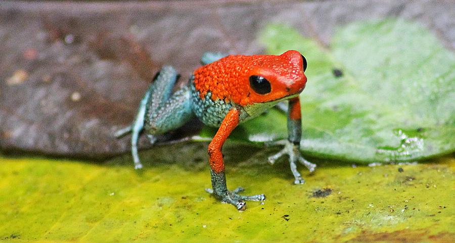 Dart Frog - Dendrobates Pumilio Photograph by Jurgen Bode - Fine Art ...
