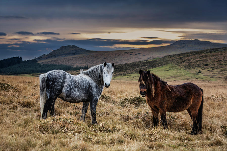 Dartmoor Ponies, Devon, UK. Photograph by Maggie Mccall