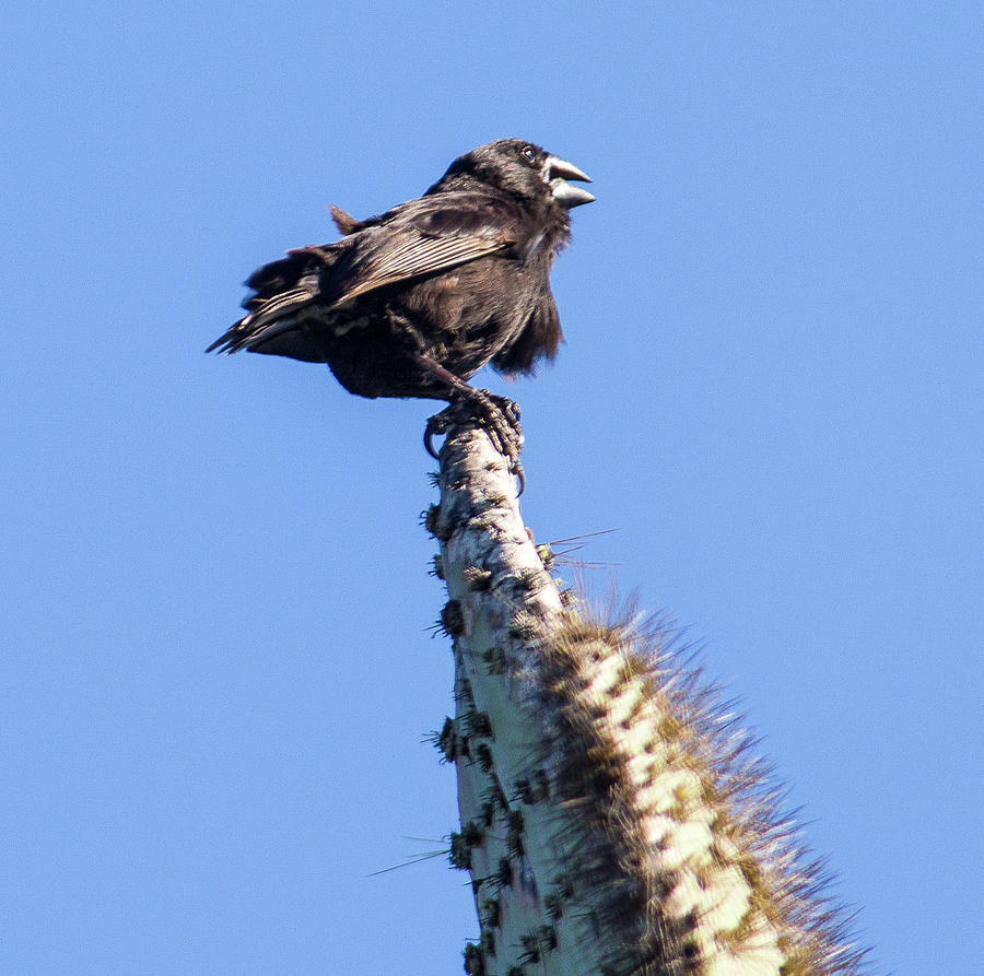 Darwins Finch, Galapagos, Ecuador Photograph by Venetia Featherstone-Witty