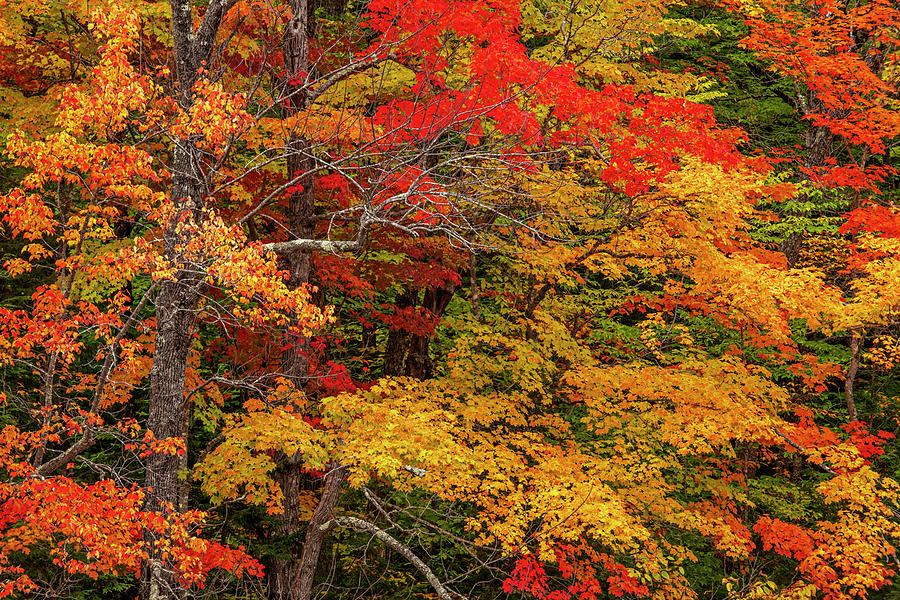 Dash of Red Photograph by Joseph Rossbach - Pixels