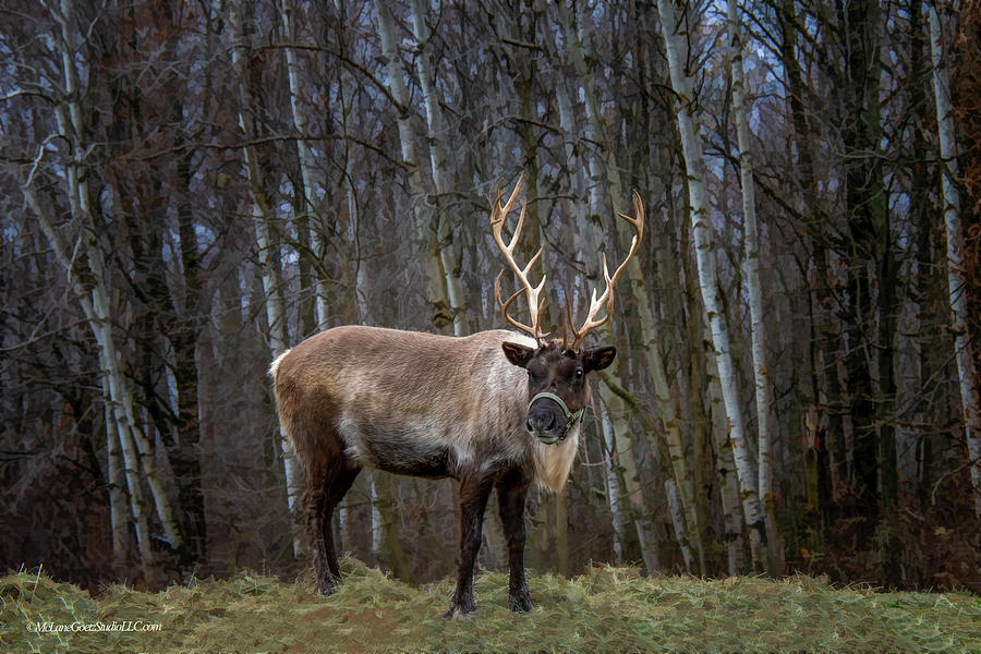 Dasher Reindeer Photograph