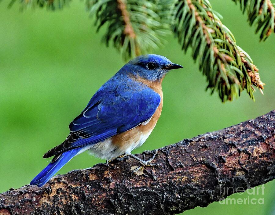Dashing Male Eastern Bluebird Photograph by Cindy Treger