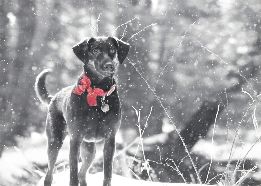 Dog Photograph - Dashing Through the Snow by Lori Deiter