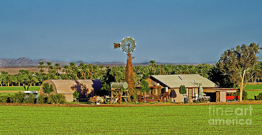 Date Farm Photograph by Robert Bales - Fine Art America