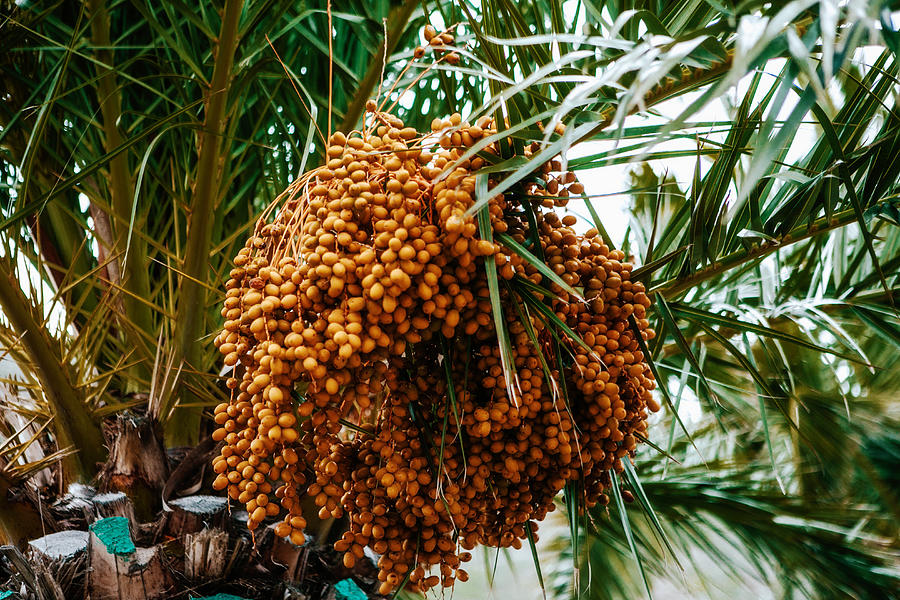 Date Palm Photograph by Carol Yepes