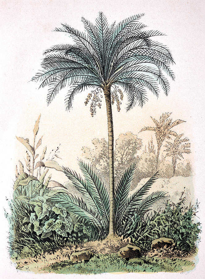 Date palm Drawing by Clu