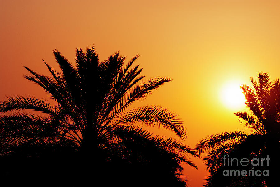 Date palm tree silhouette at beautiful sunset in Dubai Photograph by Jelena Jovanovic