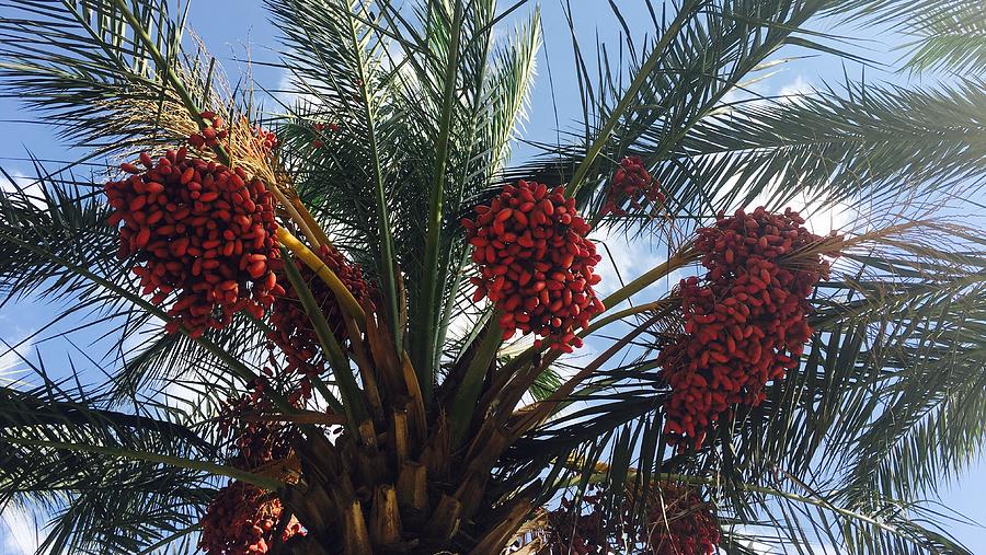 Dates Growing On Palm Tree Photograph by Kolderal