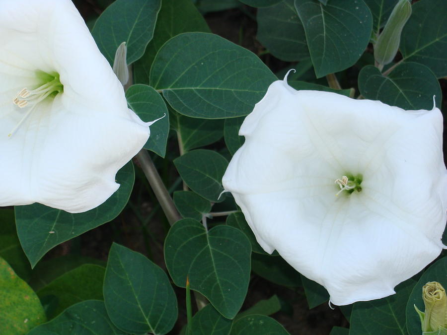 Datura Photograph by Anthony Seeker