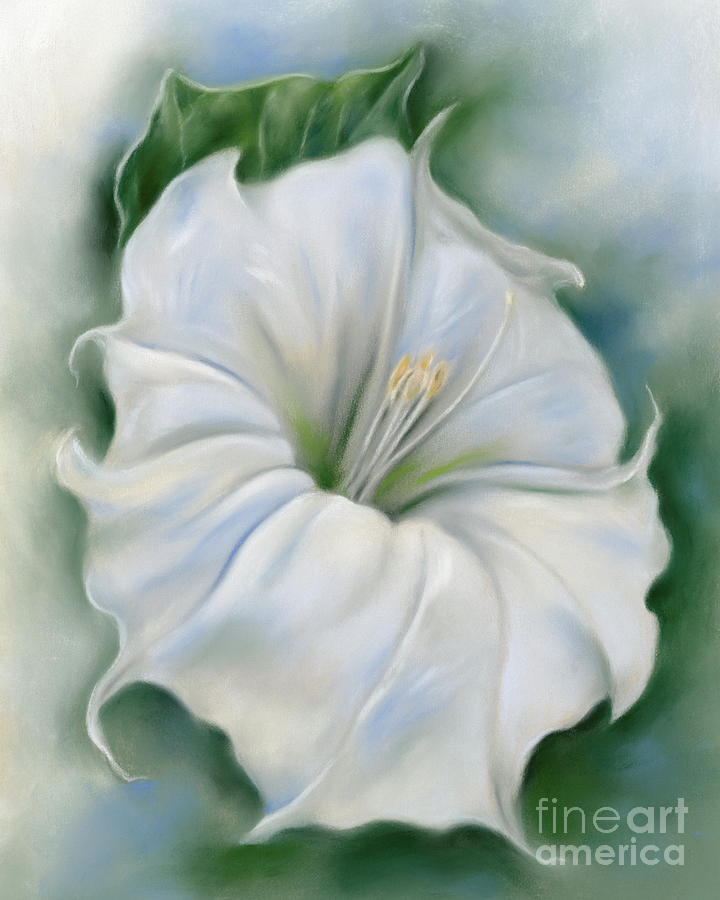 Datura Blossom White Flower Painting by MM Anderson