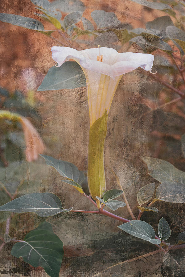 Datura Flower and Texture Photograph by Paul Giglia