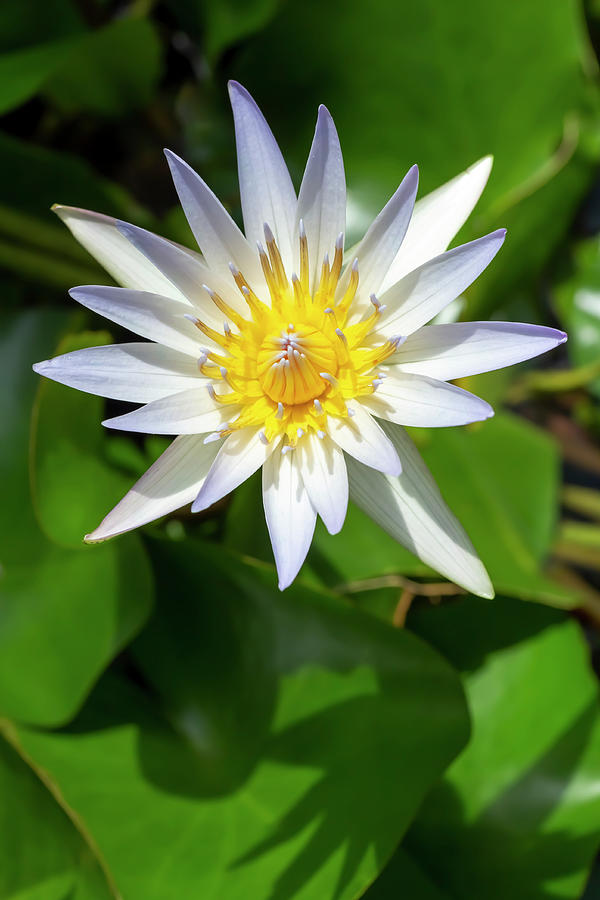 Spring Photograph - Daubenys Water Lily by Dawn Cavalieri