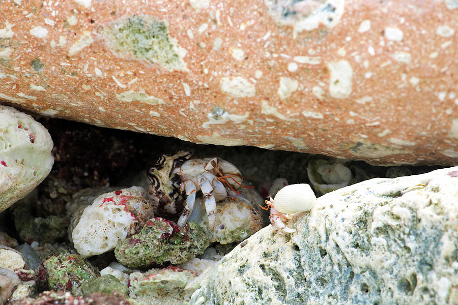 Beach Photograph - David vs Goliath Hermit Crab Scene  by Frankie Bradshaw