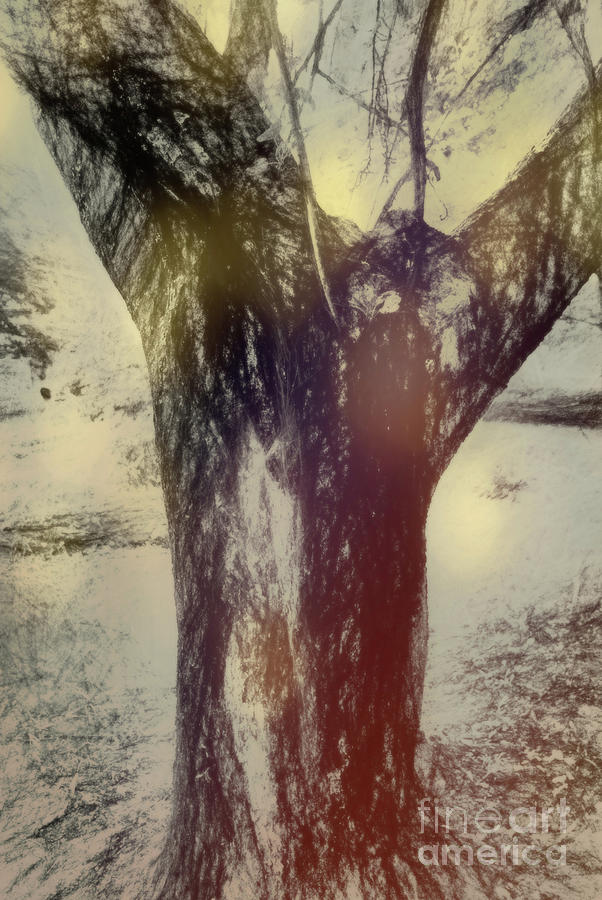 Winter Photograph - DaVincis Tree by Ellin Pollachek