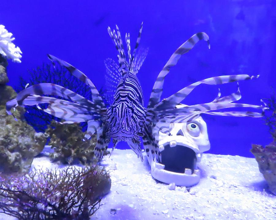 Davy Jones and Lionfish Photograph by World Reflections By Sharon