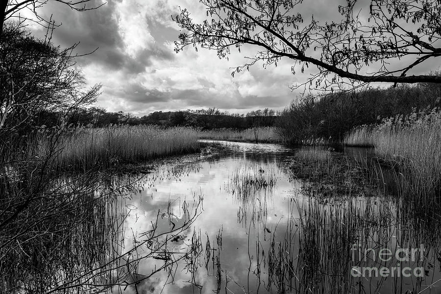 Dawlish Nature Reserve Monotone Photograph by Rob Hawkins - Fine Art ...