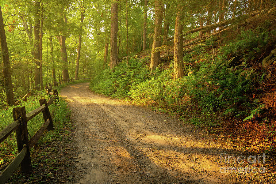 Dawn at Clarks Woods - Dirt Road in the Forest Photograph by JG Coleman