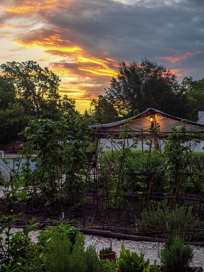 Dawn at the Colonial Garden and Nursery Photograph by Rachel Morrison