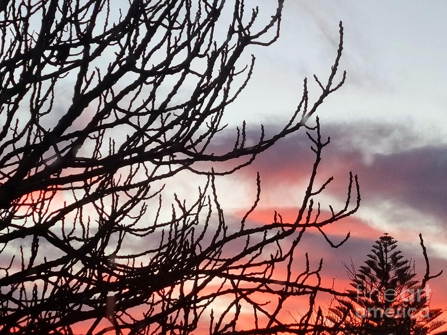 Dawn Branches Digital Art by Tracey Lee Cassin