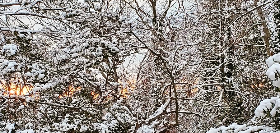 Dawn Breaks through Freshly Snow Covered Trees Photograph by Stacie Siemsen