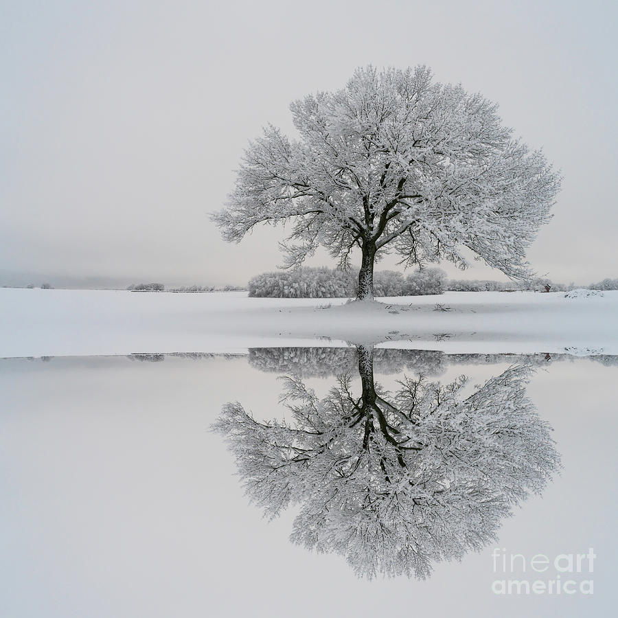 Dawn By The Snow Covered Oak Mirrored Photograph by Jennifer White
