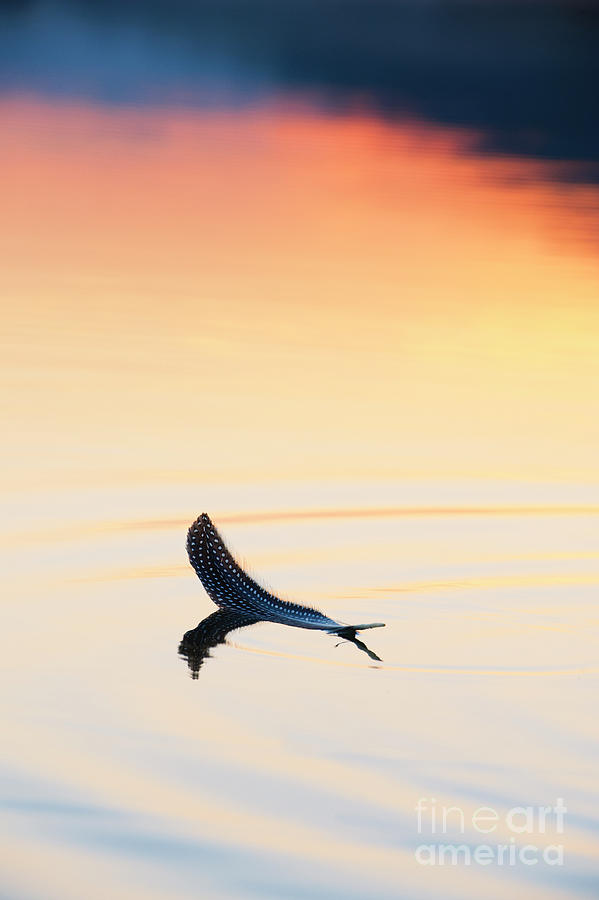 Dawn Feather Photograph by Tim Gainey