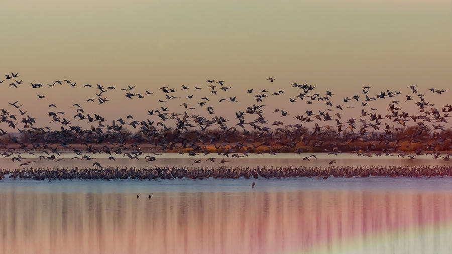 Dawn Flight of Sandhill Cranes Photograph by Debra Martz