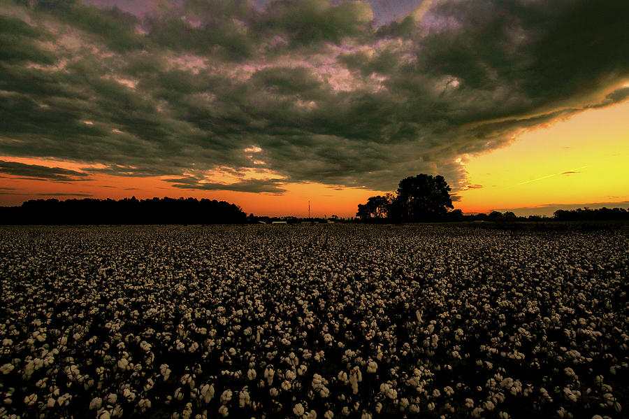 Dawn In The Cotton Field Photograph by John Harding