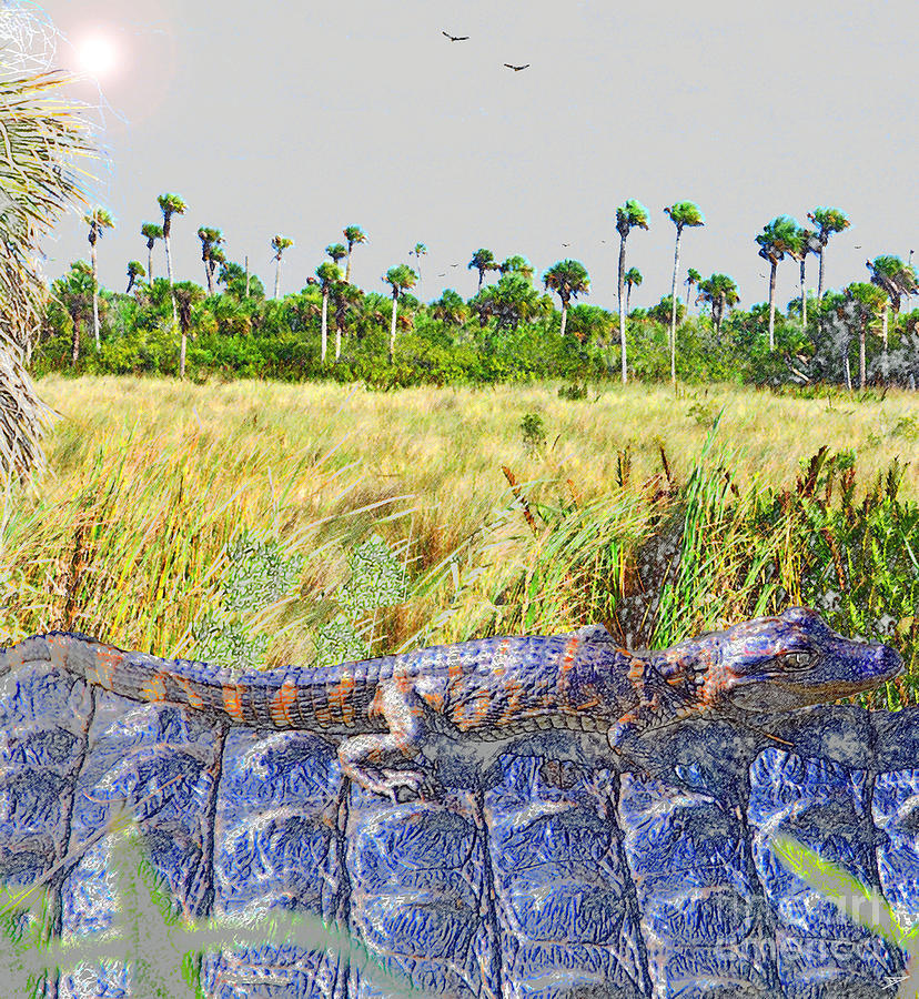 Dawn in the Florida Everglades Mixed Media by David Lee Thompson