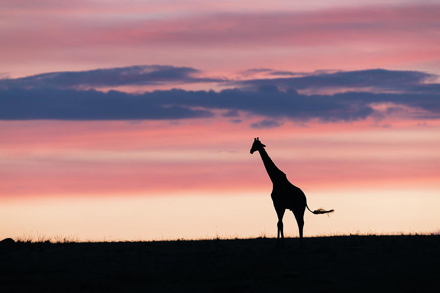 Dawn in the grasslands of the Masai Mara Photograph by Murray Rudd
