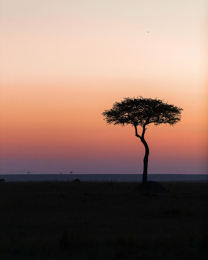 Dawn in the Mara 02 Photograph by Murray Rudd