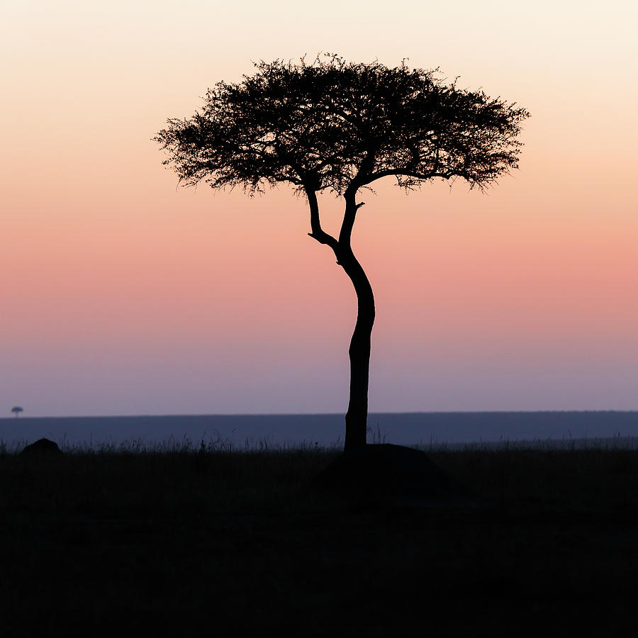 Dawn in the Mara Photograph by Murray Rudd