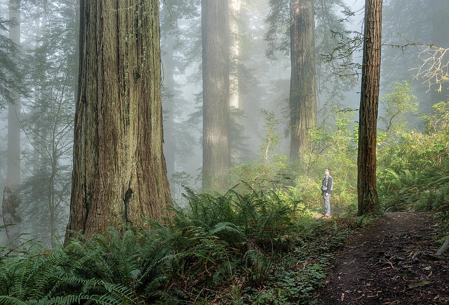 Dawn in the Redwoods Photograph by Rudy Wilms