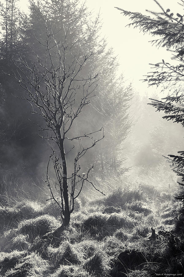 B W Photograph - Dawn Mist Clearing by Bear R Humphreys B W Photograph - Dawn Mist Clearing by Bear R Humphreys