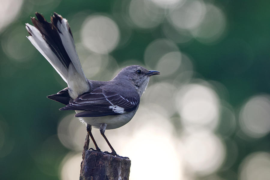 Early Mockingbird Photograph by Rachel Morrison