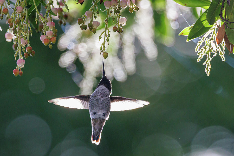 Hummingbird Photograph - Dawn of Annas Hummingbird by Alec Klobuchar