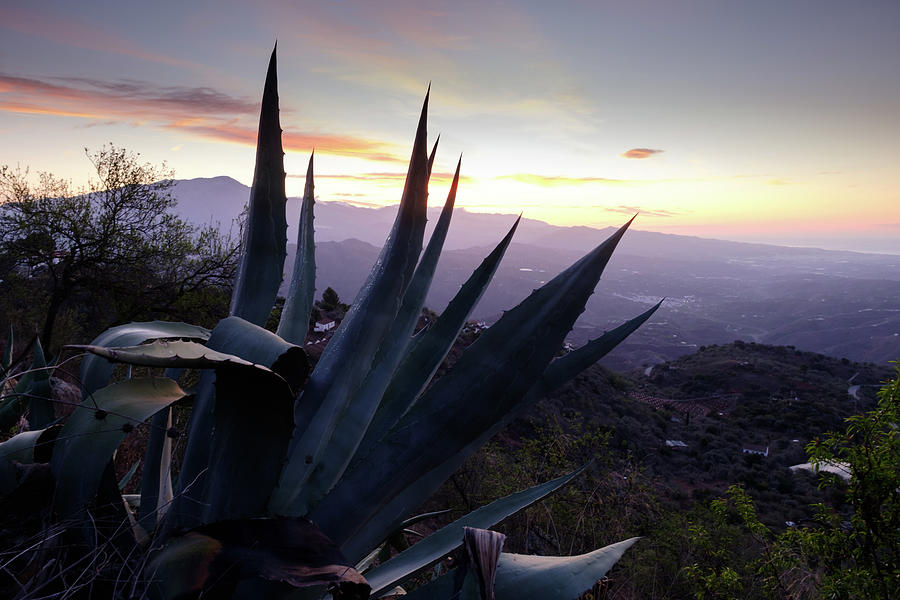 Dawn of the Agave  Photograph by Gary Browne