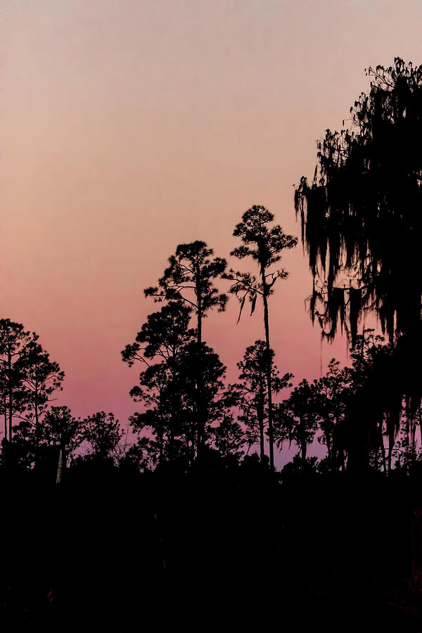 Dawn on the Cypress Trees Photograph by Dorothy Cunningham