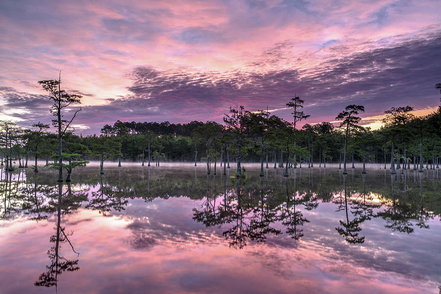 Dawn Over the Cypress Photograph by Eric Albright