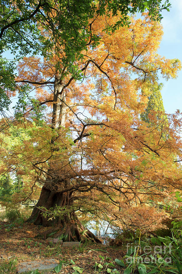Dawn Redwood in Autumn Photograph by Tim Gainey